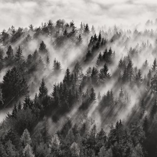 Foggy Forest