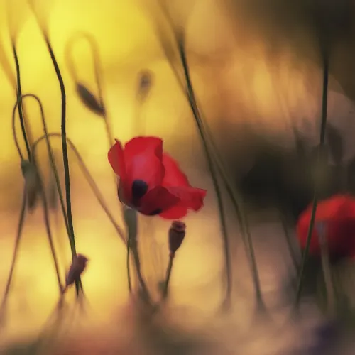 Soft Poppy