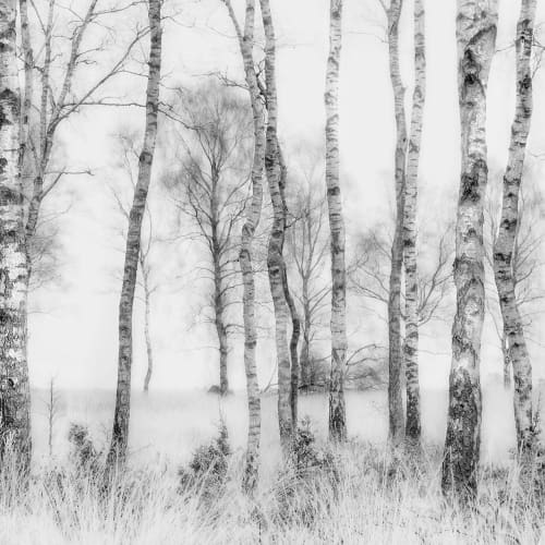Birch Trees