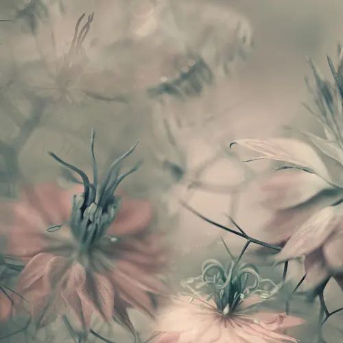 Vintage Blossoms