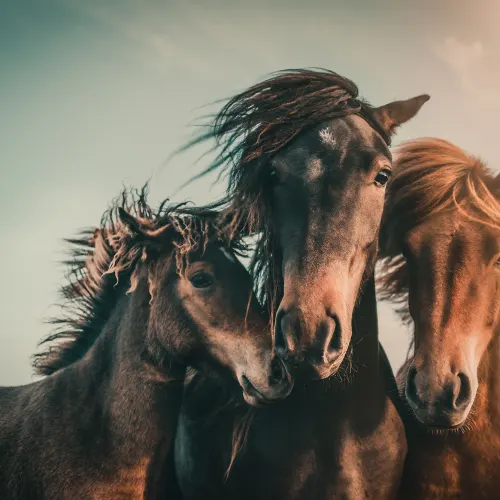 Three Horses