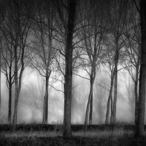 Row Of Trees