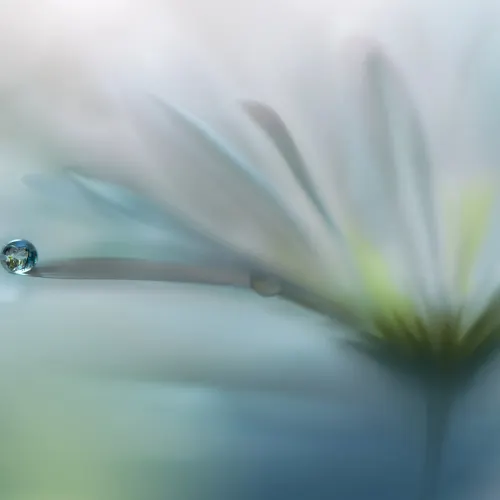 Raindrop