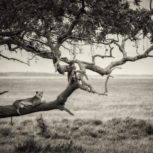 Lazy Lion