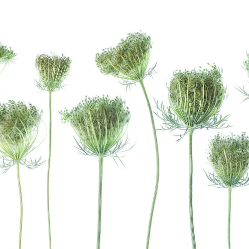 Wild Carrot