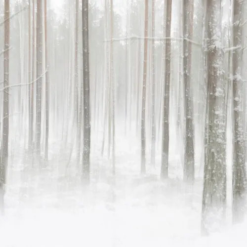 Winter Forest
