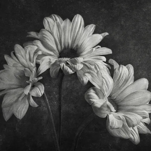 Graphic Flowers