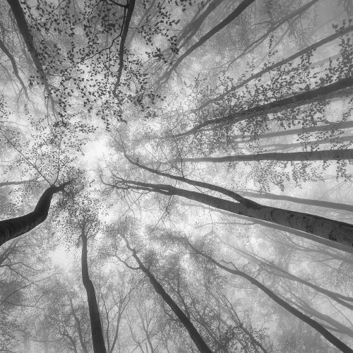 Tree Tops