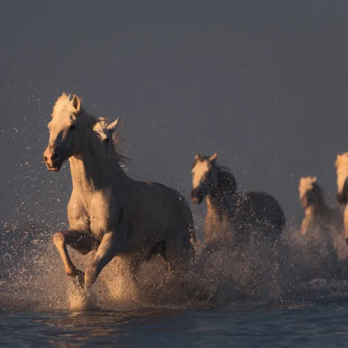 Wild Horses