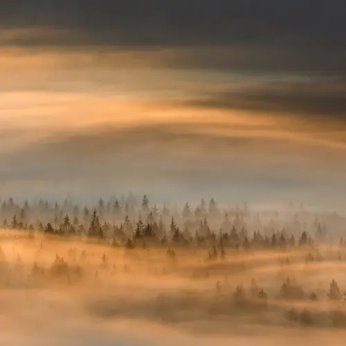 Golden Fir Forest