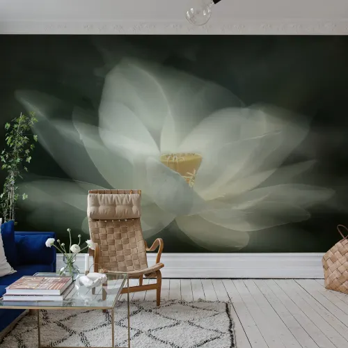 White Waterlily