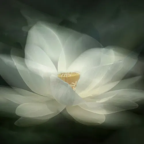 White Waterlily