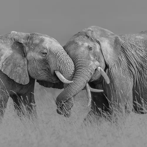 Elephant Hug