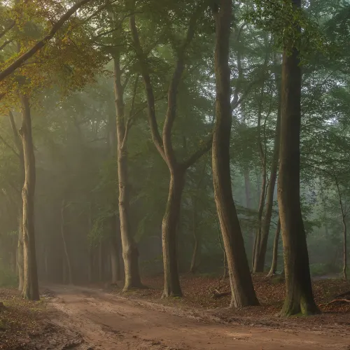 Secret Road