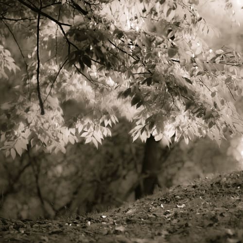 Sepia Leafs
