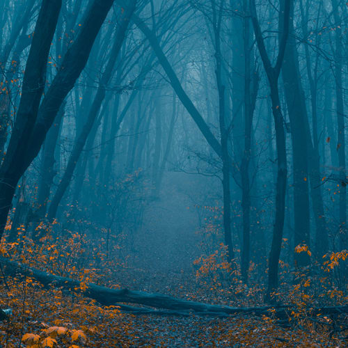 Hazy Forest