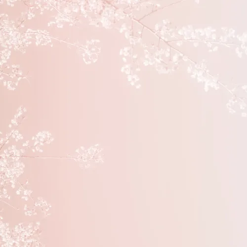 Embrace the Delicate Beauty of Cherry Blossoms