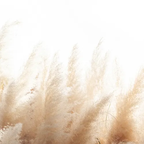 Sereniteit met Cortaderia Selloana