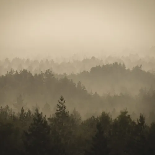 A Tranquil Walk in the Morning Mist