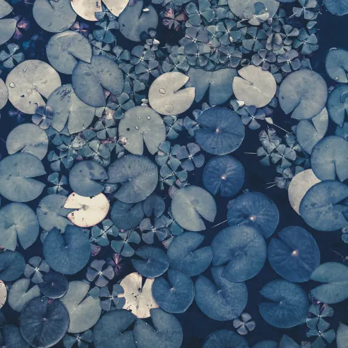 Zen-Like Beauty