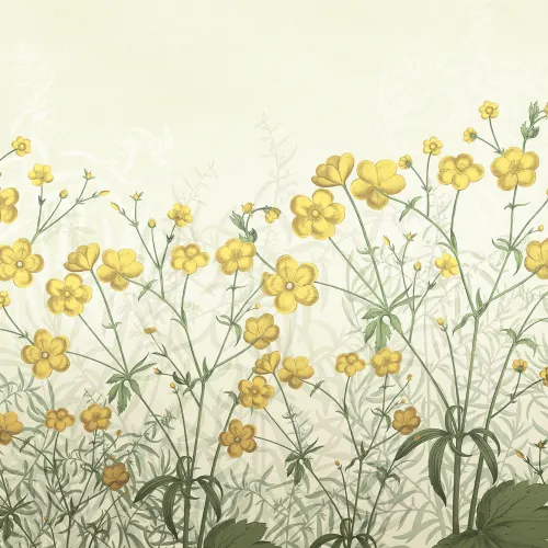A Field of Flowers
