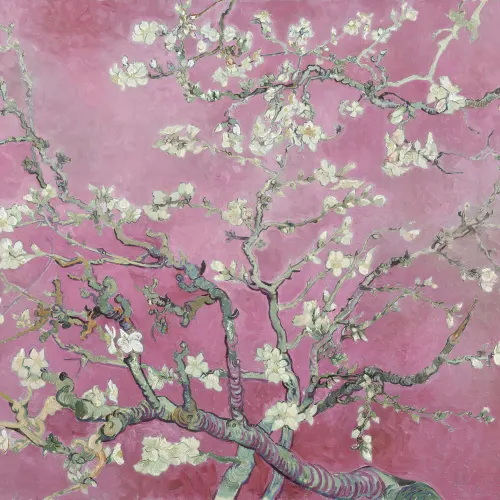 Rosa Erneuerung