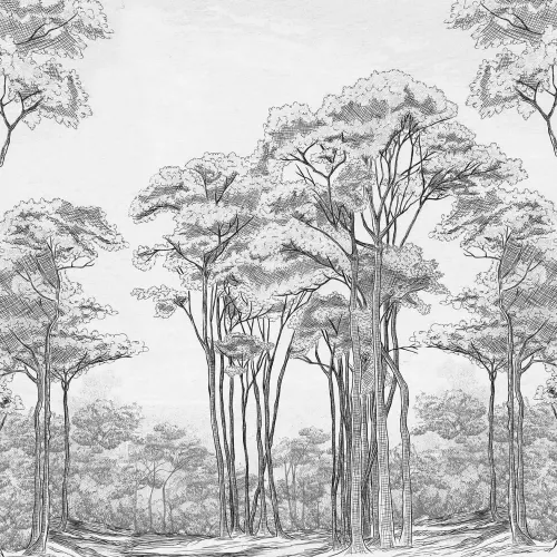 Black White Trees