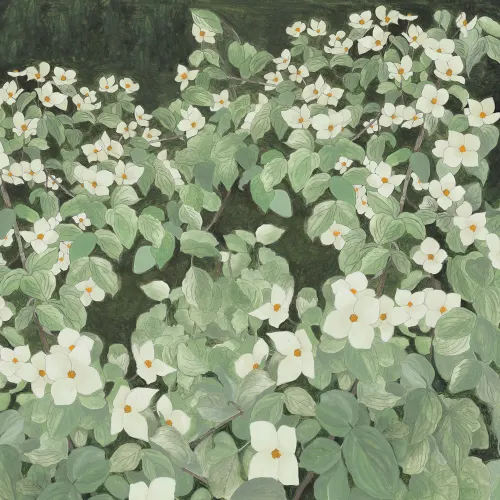 Nature's Canvas: White Parkflowers