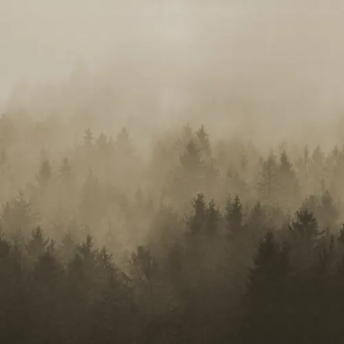 Kietoudu Pilviseen Metsän Rauhaan