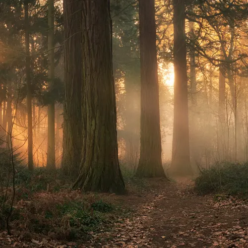 Embrace the Serene Forest Glow