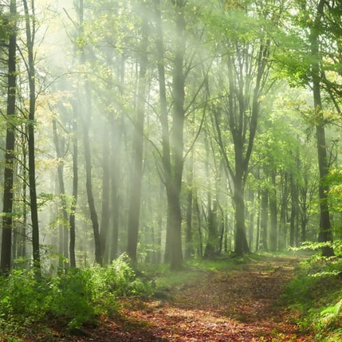 Embrace Nature Under Sunlit Leaves