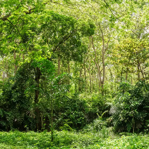 Omfavne naturen med en frodig sommer skov