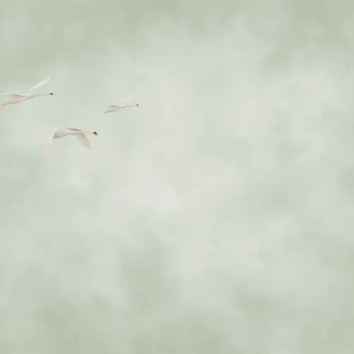 Vuelo sereno