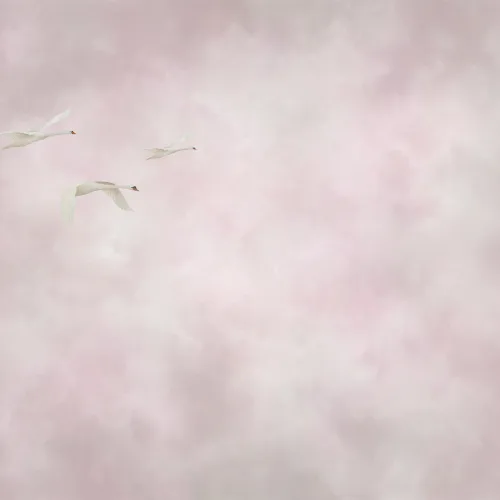 Abraza la serenidad con Soaring Swans