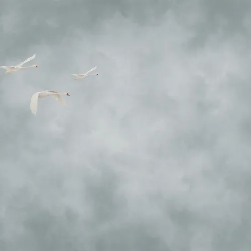 Paisaje etéreo de cisnes