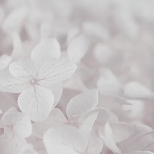 Blød rosa hortensia