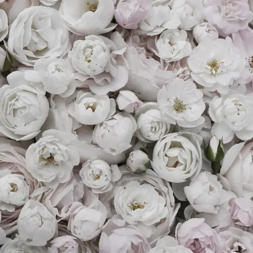 Soft Floral Elegance