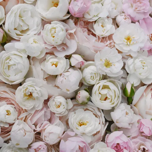 Rosa Blumensymphonie